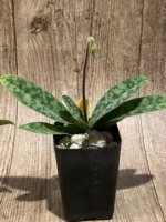 In Spike Paphiopedilum Grassauer Fowlton (Paph. tonsum alba x fowliei album) (2” pot) - Image 9