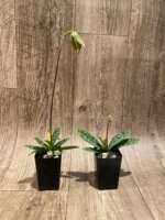 In Spike Paphiopedilum Grassauer Fowlton (Paph. tonsum alba x fowliei album) (2” pot) - Image 5