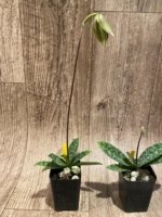 In Spike Paphiopedilum Grassauer Fowlton (Paph. tonsum alba x fowliei album) (2” pot) - Image 8