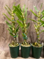 In Buds Fragrant - Dendrobium Asian Smile ‘Cutie Girl' (4” pot) - Image 6