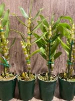 In Buds Fragrant - Dendrobium Asian Smile ‘Cutie Girl' (4” pot) - Image 5