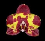 Phalaenopsis Miro Spring Girl x GW Green World' (3" pot) - Image 4