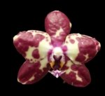 Phalaenopsis Miro Spring Girl x GW Green World' (3" pot) - Image 2
