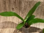 Phalaenopsis Miro Spring Girl x GW Green World' (3" pot) - Image 5