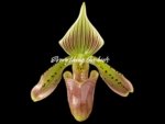 In Spike Paphiopedilum Grassauer Fowlton (Paph. tonsum alba x fowliei album) (2” pot)