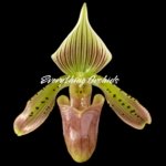 In Spike Paphiopedilum Grassauer Fowlton (Paph. tonsum alba x fowliei album) (2” pot)