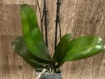 Double Spikes Novelty Rare Phalaenopsis NOID Dark Leaves (3.5" pot) - Image 14