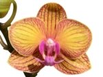Double Spikes Novelty Rare Phalaenopsis NOID Dark Leaves (3.5" pot) - Image 2