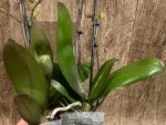 Double Spikes Novelty Rare Phalaenopsis NOID Dark Leaves (3.5" pot) - Image 13