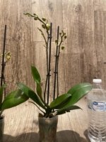 Double Spikes Novelty Rare Phalaenopsis NOID Dark Leaves (3.5" pot) - Image 8