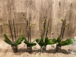 Double Spikes Novelty Rare Phalaenopsis NOID Dark Leaves (3.5" pot) - Image 7