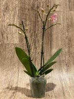 Double Spikes Phalaenopsis I-Hsin Black Elvan (3.5" pot) - Image 5