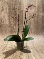 Double Spikes Phalaenopsis I-Hsin Black Elvan (3.5" pot) - Image 7