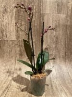 Double Spikes Phalaenopsis I-Hsin Black Elvan (3.5" pot) - Image 6
