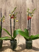 Double Spikes Phalaenopsis Taida Pride Cupid Peloric (3.5" pot) - Image 10
