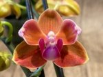 Double Spikes Phalaenopsis Taida Pride Cupid Peloric (3.5" pot) - Image 4