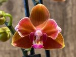 Double Spikes Phalaenopsis Taida Pride Cupid Peloric (3.5" pot) - Image 5