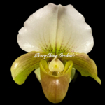 Paphiopedilum QF Hawaiian Charm (Paph. QF Hawaiian Halo x Topaz Charm)