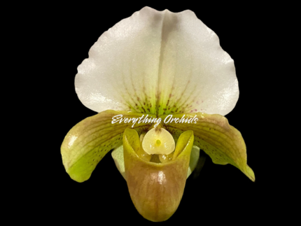 Paphiopedilum QF Hawaiian Charm (Paph. QF Hawaiian Halo x Topaz Charm)