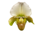 Paphiopedilum QF Hawaiian Charm (Paph. QF Hawaiian Halo x Topaz Charm)