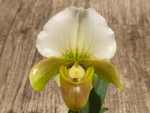 Paphiopedilum QF Hawaiian Charm (Paph. QF Hawaiian Halo x Topaz Charm)