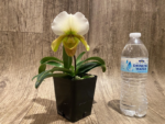 Paphiopedilum QF Hawaiian Charm (Paph. QF Hawaiian Halo x Topaz Charm)