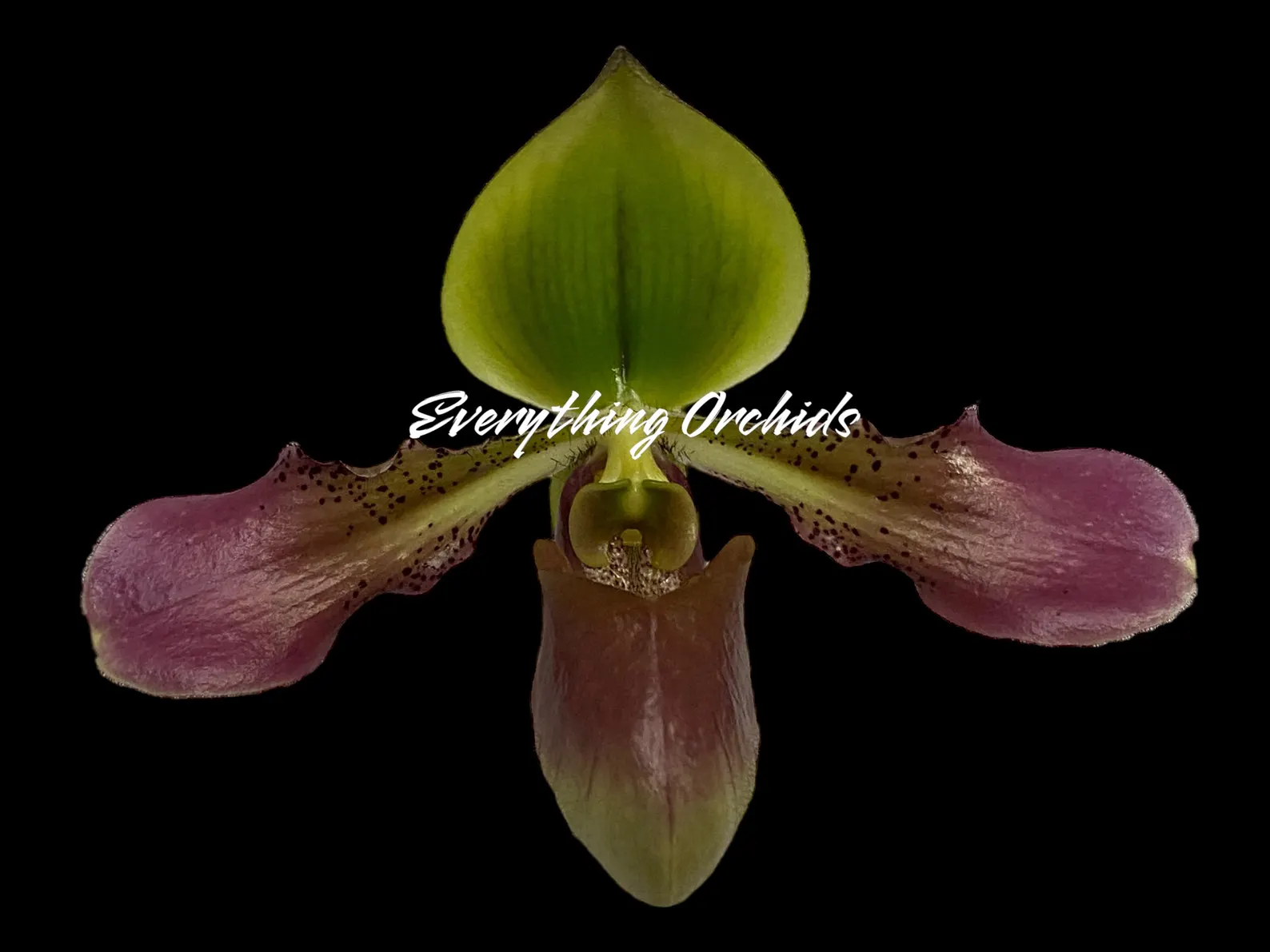 Paph. Xanthophyllum (volonteanum x mastersianum) Paph. Xanthophyllum (volonteanum x mastersianum)