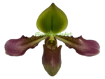 Paph. Xanthophyllum (volonteanum x mastersianum)