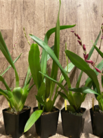 Double Spikes Oncostelopsis Fran's Jewels (3.5” pot) - Image 3