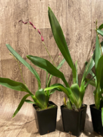 Double Spikes Oncostelopsis Fran's Jewels (3.5” pot) - Image 4