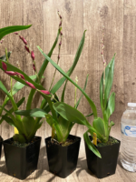 Double Spikes Oncostelopsis Fran's Jewels (3.5” pot) - Image 5