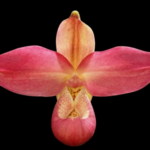 Phragmipedium Acker’s Rose (Bright Spot ‘Little frog Inferno’ × kovachii ‘Peruvian Cream’)