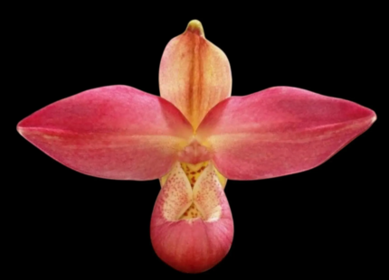 Phragmipedium Acker’s Rose (Bright Spot ‘Little frog Inferno’ × kovachii ‘Peruvian Cream’)