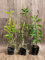 Dendrobium anosmum ‘Lavender’ (3.5” pot) - Image 2