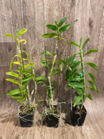 Dendrobium anosmum ‘Lavender’ (3.5” pot) - Image 3