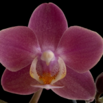 Phalaenopsis I-Hsin Black Elvan