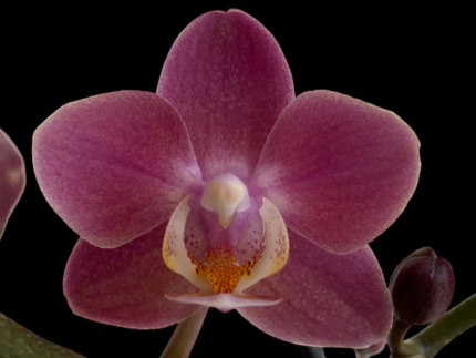 Phalaenopsis I-Hsin Black Elvan