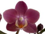 Phalaenopsis I-Hsin Black Elvan