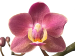Phalaenopsis I-Hsin Black Elvan