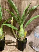 Monnierara Millennium Magic ‘Witchcraft’ – Black Orchid