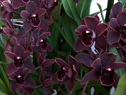 Cymbidium Cali Night ‘Black Shower’