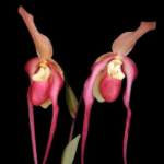 Phragmipedium China Dragon (Grande x besseae)