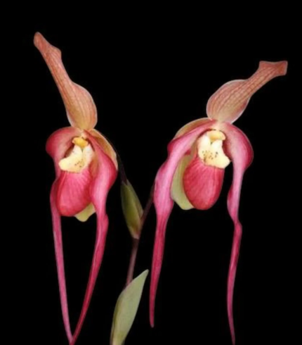 Phragmipedium China Dragon (Grande x besseae)
