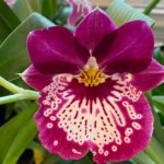 Triple Spikes Miltoniopsis Edie Brown (3.5" Pot)