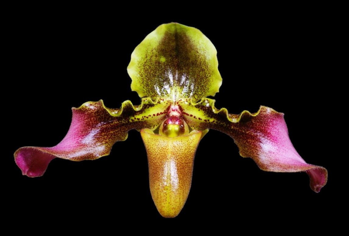 il_fullxfull.4798692858_yyut.jpg Double Plants Paphiopedilum hirsutissimum esquirolei x sib (3.5” pot) - Image 1