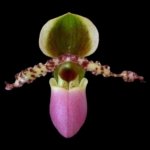 Bud Initiate Paphiopedilum liemianum x sib Sequential Bloomer (2” pot)