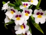 In Spike Miltoniopsis Herralexandre (3.5” Pot) - Image 2