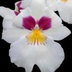 In Spike Miltoniopsis Herralexandre (3.5” Pot)