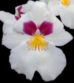 In Spike Miltoniopsis Herralexandre (3.5” Pot)