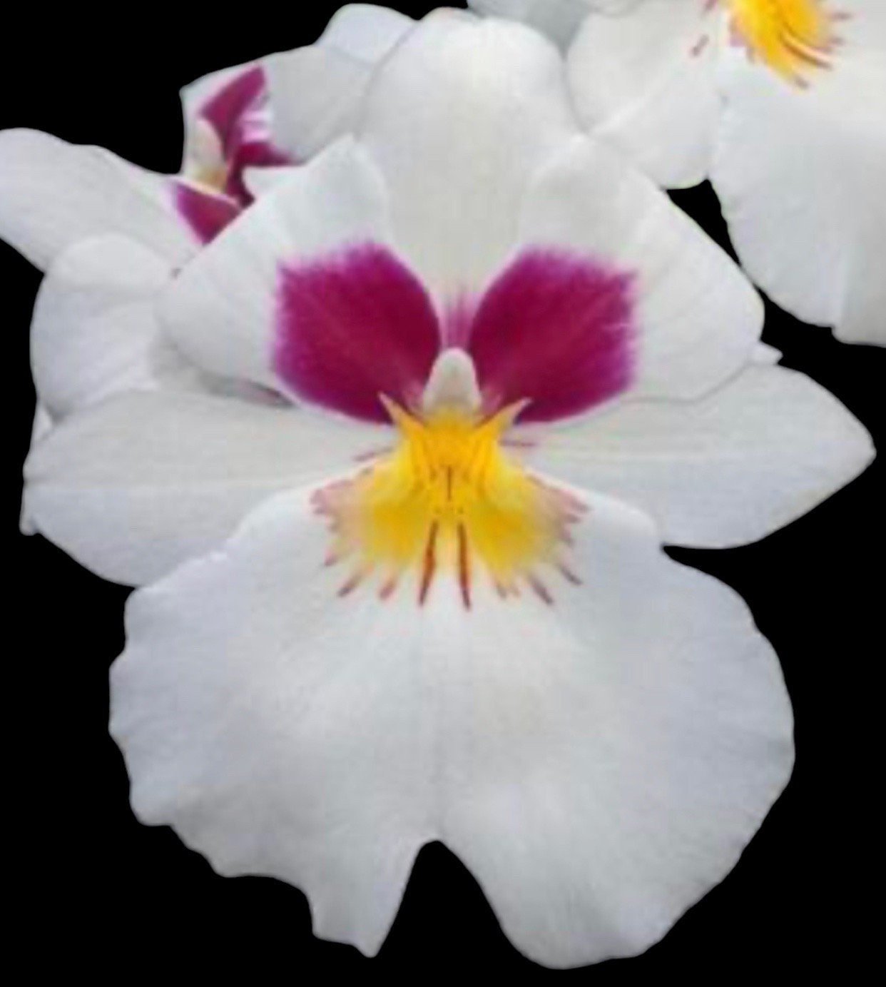 il_fullxfull.5321268521_sjqx.jpg In Spike Miltoniopsis Herralexandre (3.5” Pot) - Image 1